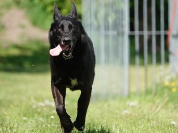 Eric: Black beauty sucht seine Menschen