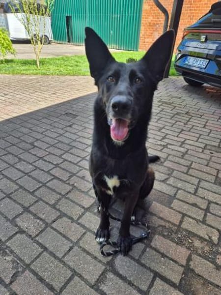 Eric: Black beauty sucht seine Menschen