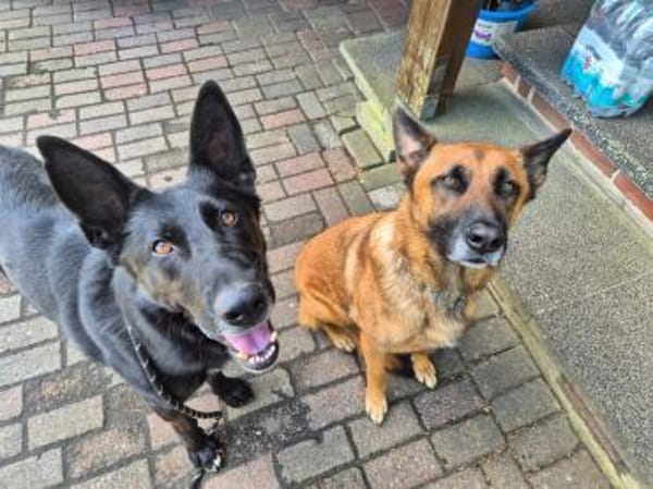 Eric: Black beauty sucht seine Menschen