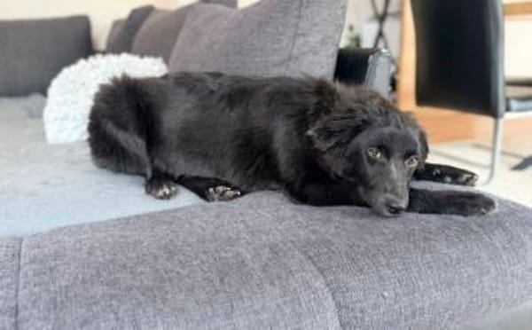 Klein Mü sucht einen Einzelplatz