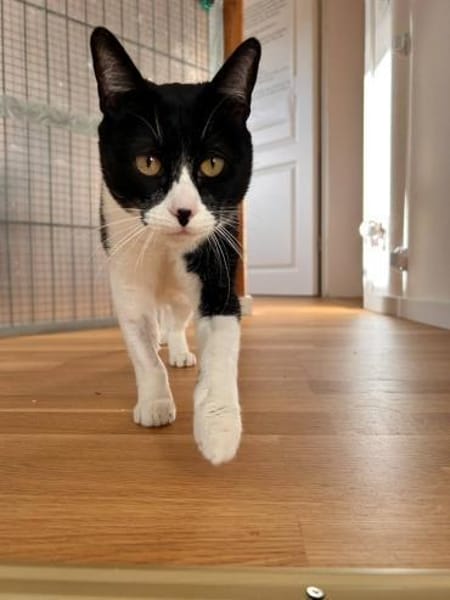 Enzo sucht Dich