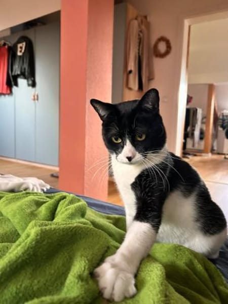 Enzo sucht Dich