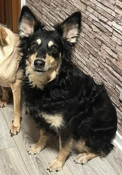 Liebevolle JOJO sucht liebevolle Familie