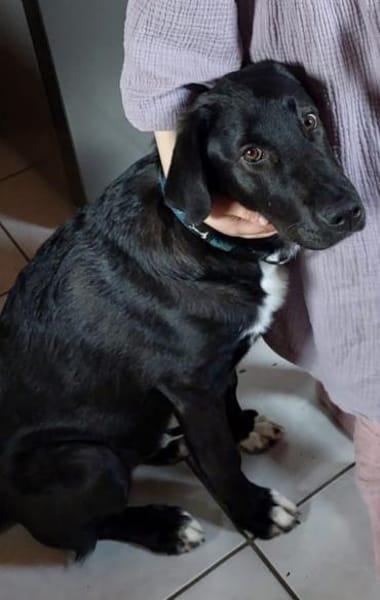 Willi ein traumhafter Welpe