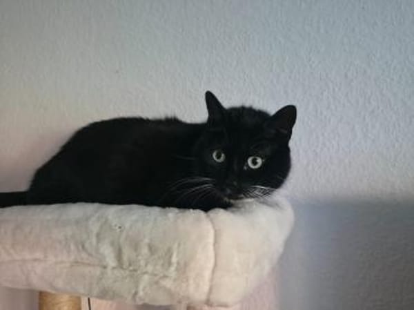 LUMPI sucht dringend Zuhause!