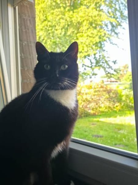 LUMPI sucht dringend Zuhause!