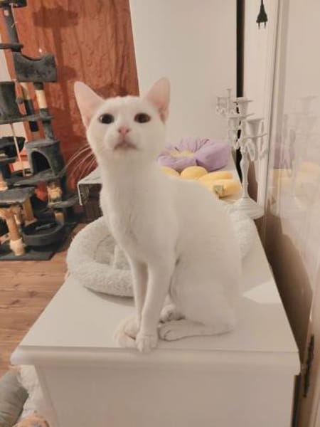 Alfy Schneeweißer Kater sucht Familie