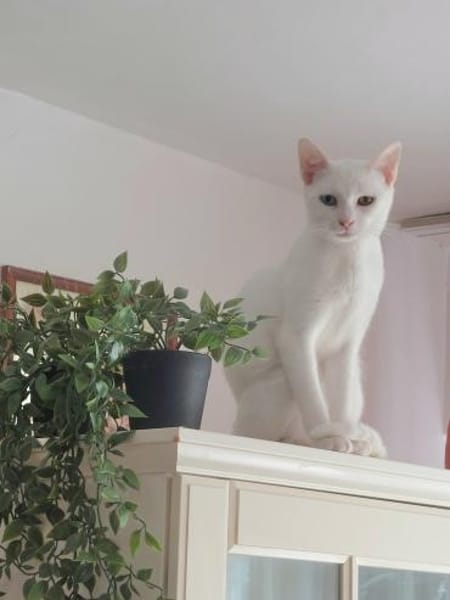 Alfy Schneeweißer Kater sucht Familie