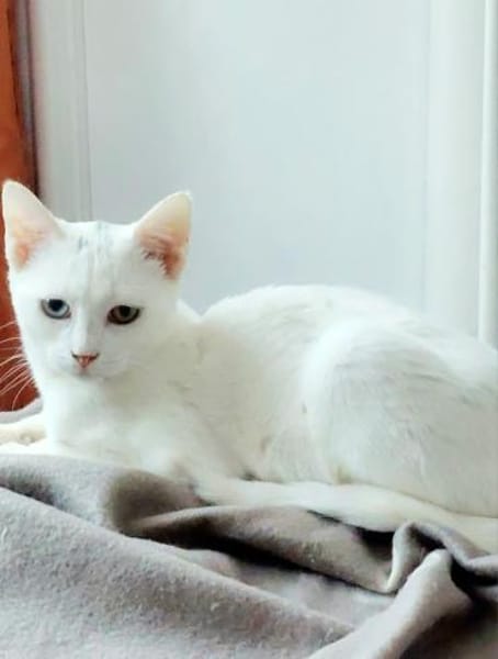 Alfy Schneeweißer Kater sucht Familie