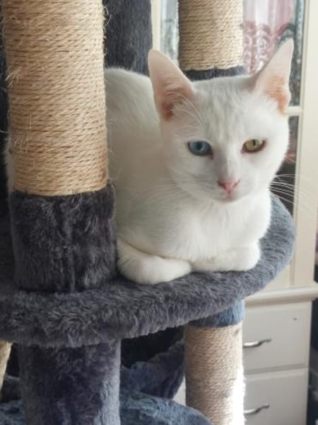 Alfy Schneeweißer Kater sucht Familie