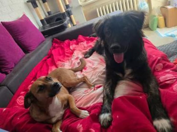Wolfi - Kleiner Tollpatsch auf der Suche