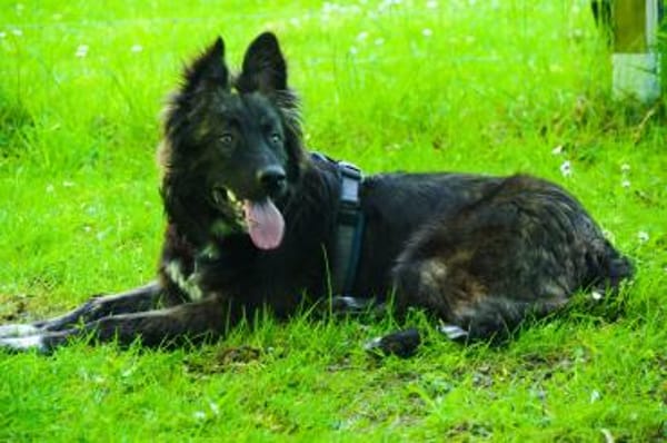 Wolfi - Kleiner Tollpatsch auf der Suche