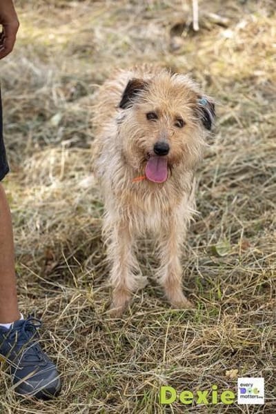 Dexie sucht ihre Familie
