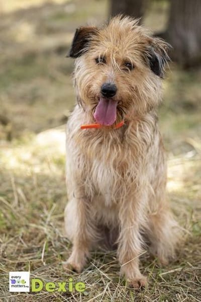 Dexie sucht ihre Familie