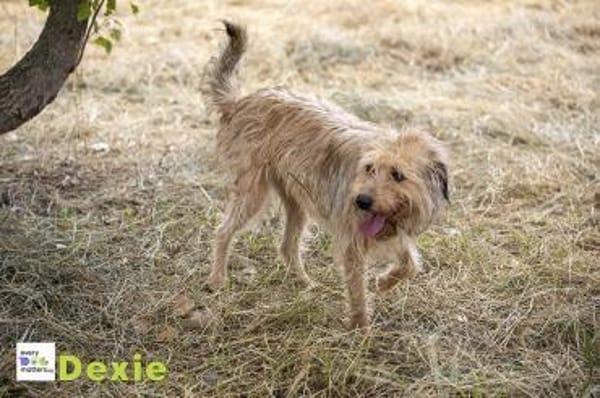 Dexie sucht ihre Familie