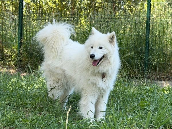 Aska