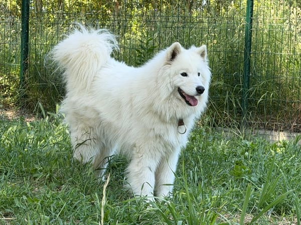 Aska