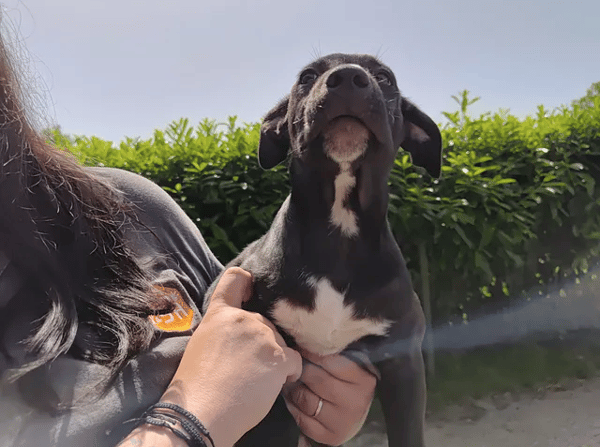 Lola