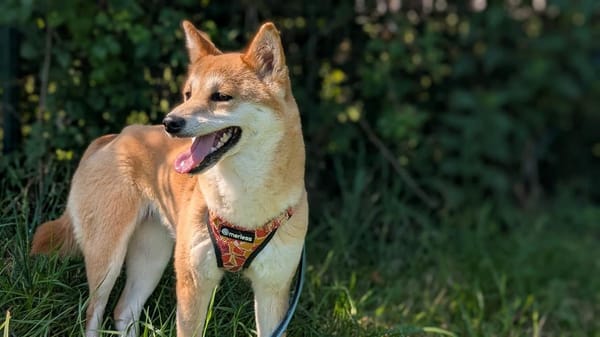 TIKA