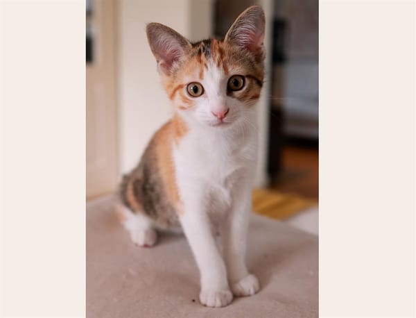 CANELLE PAB28658 DUO AVEC PRALINE 28659