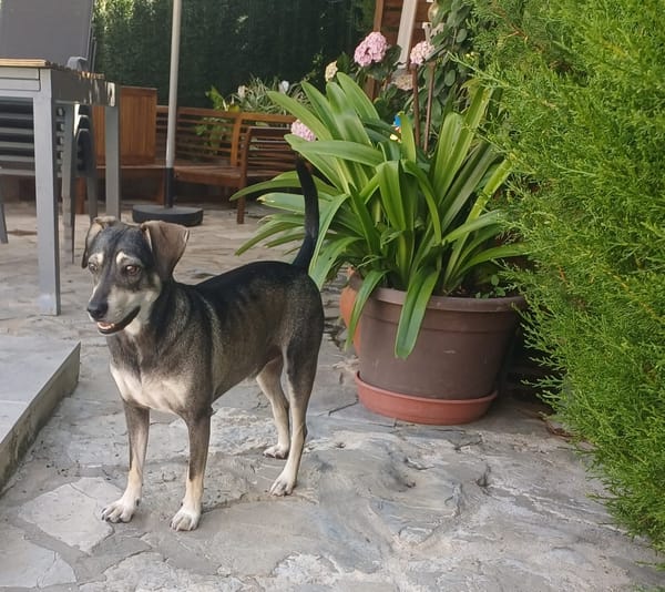 ZEUS