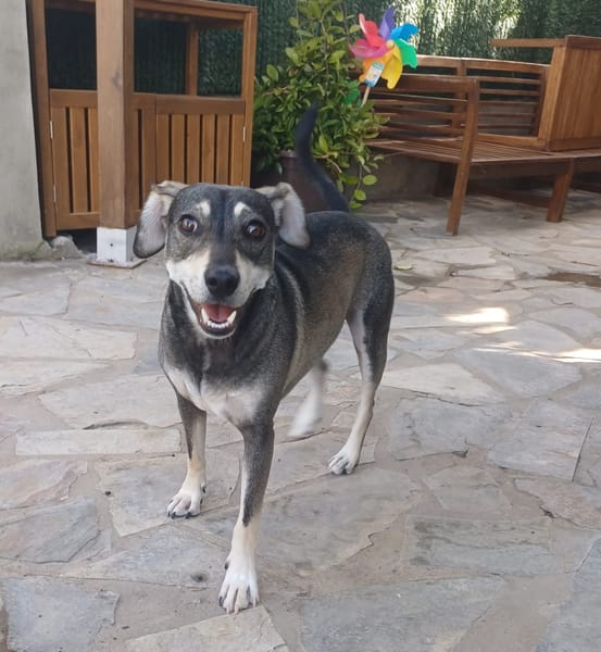 ZEUS