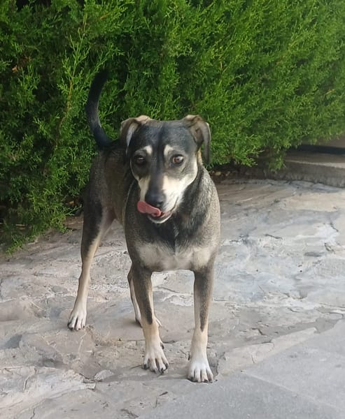 ZEUS