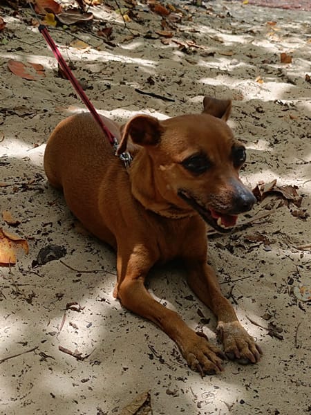 Roxy la coquine