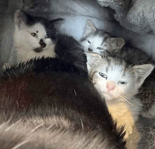 Mum & Kittens