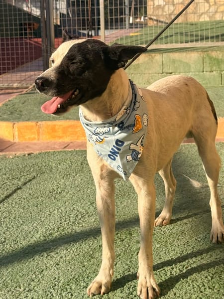 ANIBAL (Lara)