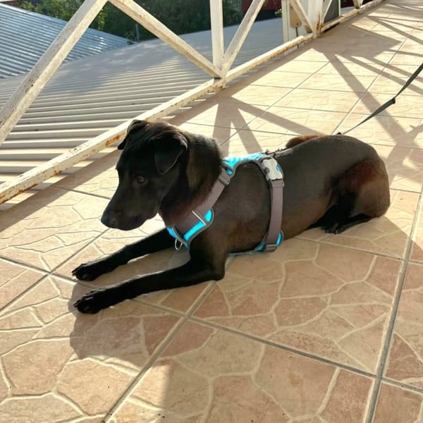 ✨️ NYXE ✨️ 🐶