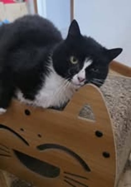 CLEO