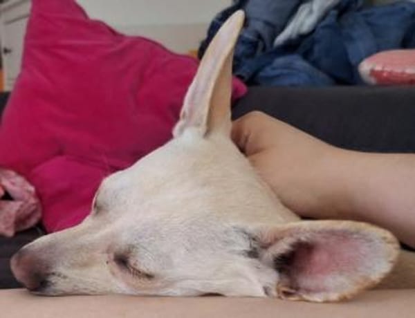 Jessie sucht ihre Familie