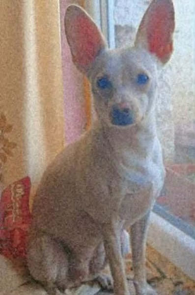 Jessie sucht ihre Familie