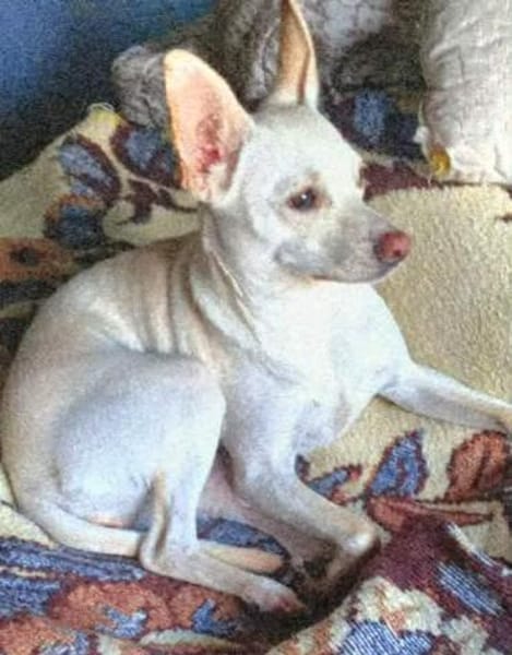 Jessie sucht ihre Familie
