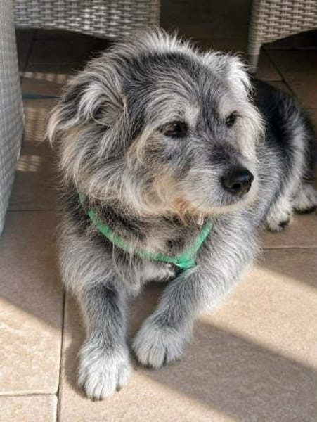 Buddy sucht ein neues Zuhause