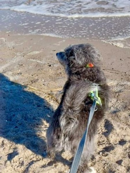 Buddy sucht ein neues Zuhause