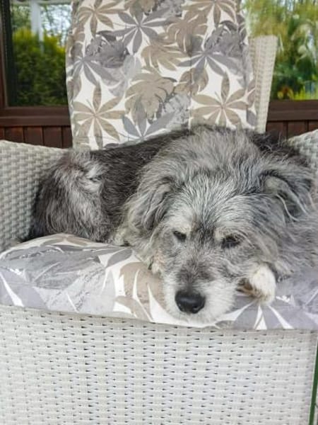 Buddy sucht ein neues Zuhause