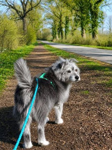 Buddy sucht ein neues Zuhause