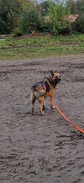 IVY - katzenverträglich