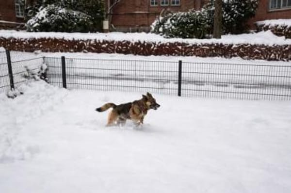 IVY - katzenverträglich