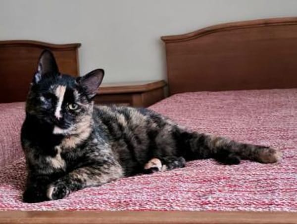 Trisha mit wunderschönen Augen