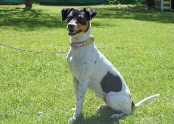 AMY-FLOH, verschmust und agil