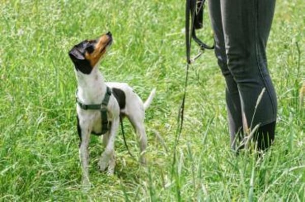 AMY-FLOH, verschmust und agil