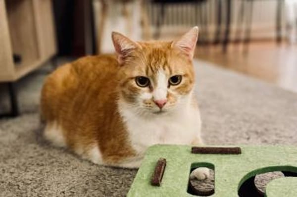 BELLA & PIXI suchen gemeinsames Zuhause
