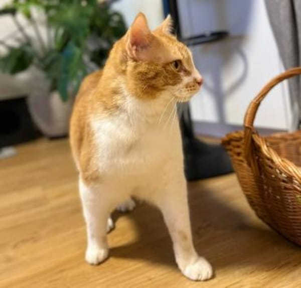 BELLA & PIXI suchen gemeinsames Zuhause