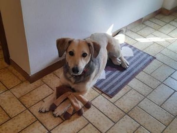 MABLE-hübsche, liebevolle Hündin