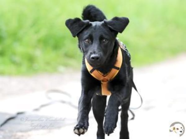 Kaya sucht liebevolle aktive Familie