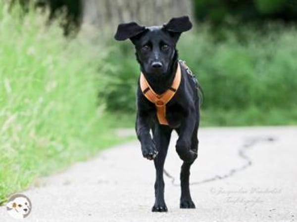 Kaya sucht liebevolle aktive Familie