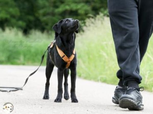 Kaya sucht liebevolle aktive Familie